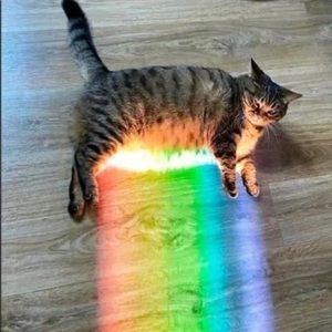 Meet your Posher, Nicholas